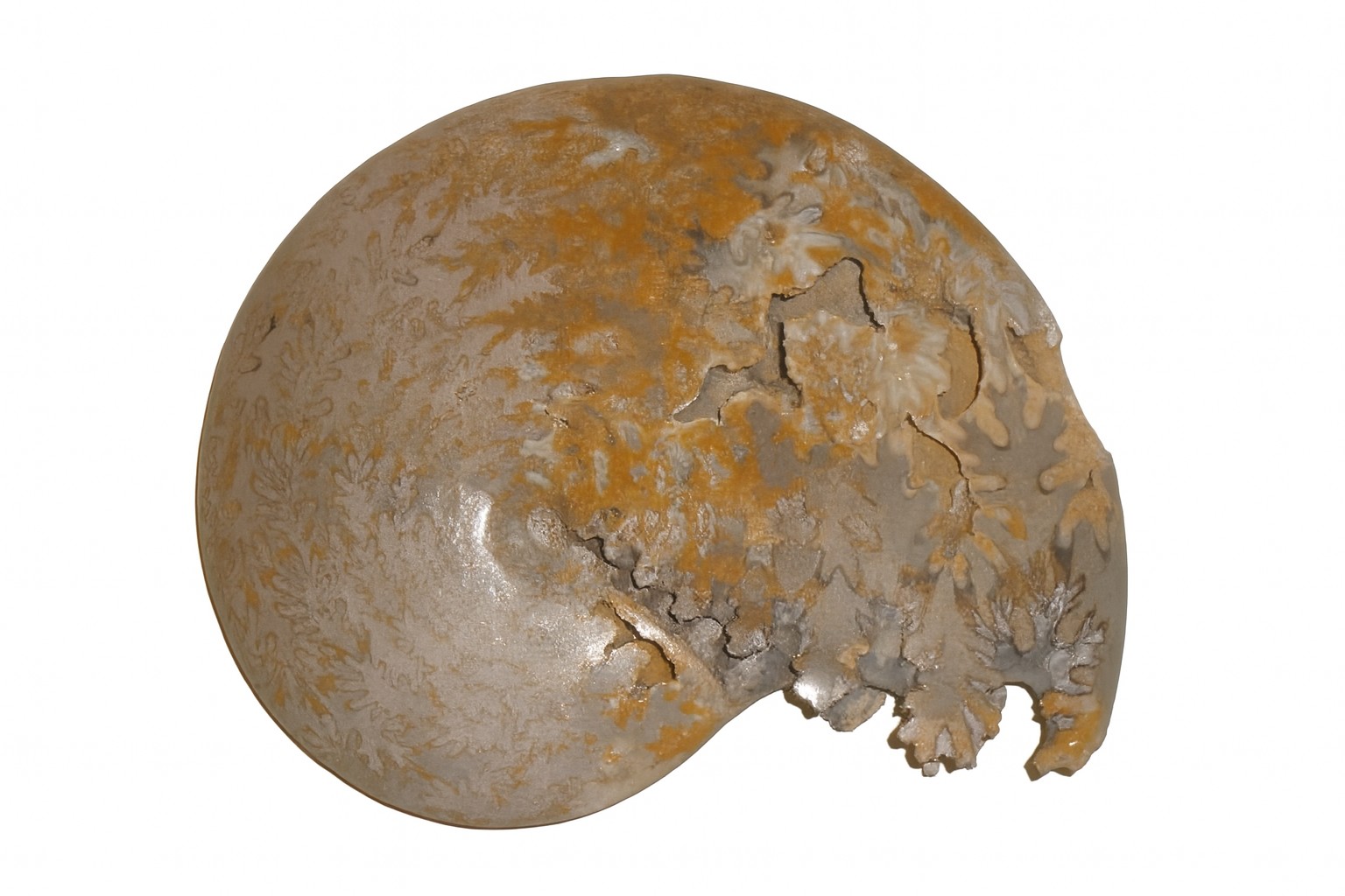 Schoelenbachia.